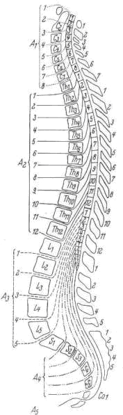 Spinal cord - Myelotomes